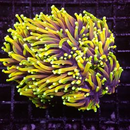 Euphyllia Dragon Soul 5 polypes 
