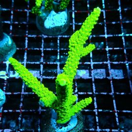 Bouture Acropora formosa vert 5-6cm