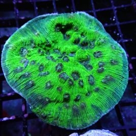 Mycedium elephantotus vert M