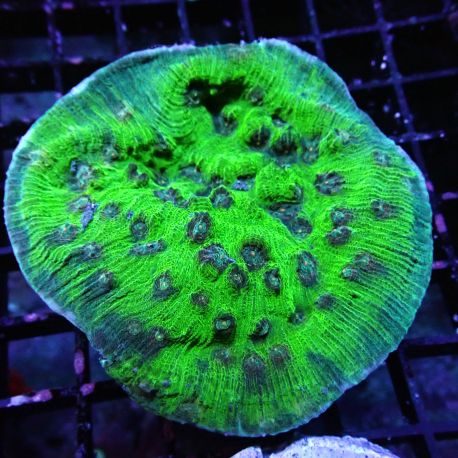 Mycedium elephantotus vert M