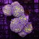 Euphylla parancora "green purple" 4-5 polypes