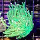 Bouture Euphyllia Glabrescens vert à pointes blanches (1 polype)