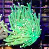 Bouture Euphyllia Glabrescens vert à pointes blanches (1 polype)