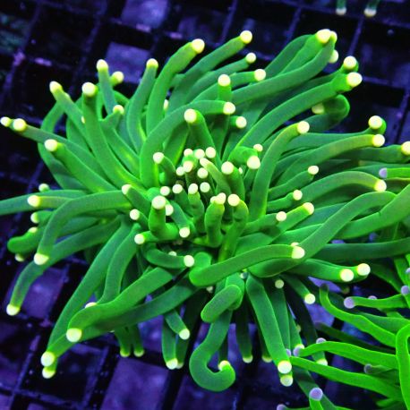 Bouture Euphyllia glabrescens vert pointes jaunes (1 polype)