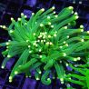 Bouture Euphyllia glabrescens vert pointes jaunes (1 polype)