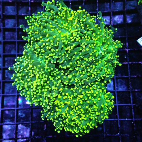 Euphyllia Yaeyamaensis Indo culture 3-4 polypes