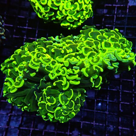 Euphyllia ancora vert fluo10 cm