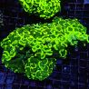 Euphyllia ancora vert fluo  10 cm