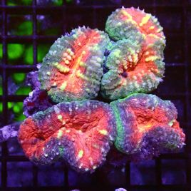 Lobophyllia  carymbosa orange 12 cm