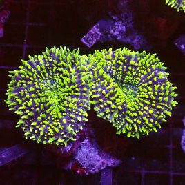 Lobophyllia 'yellow carpet' 8-10 cm