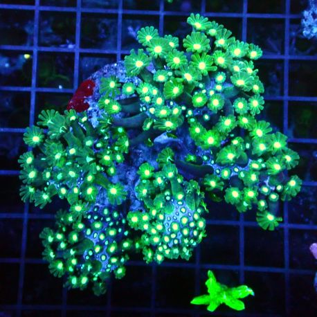 Alveopora spongiosa vert branchu 