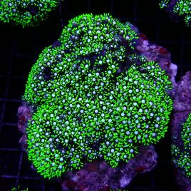 Pachyclavularia violacea vert coeur blanc