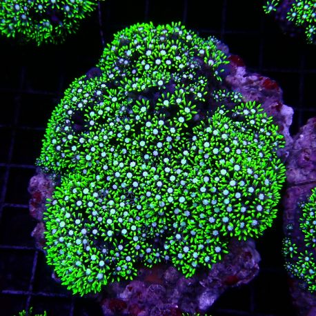 Pachyclavularia violacea vert coeur blanc