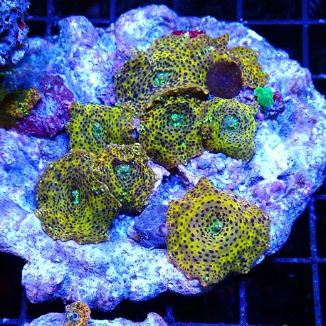 Discosomas jaunes à points mauves 8-10 cm