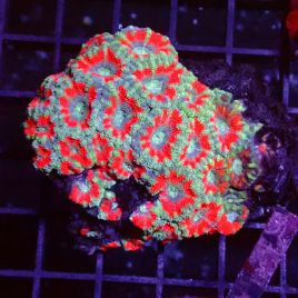 Acanthastreas 6-8 cm