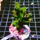 Tubastraea micranthus noir