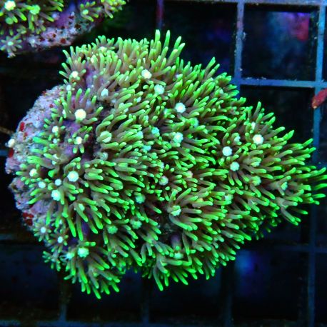 Bouture Pachyclavularia coeur blanc 2-3 cm