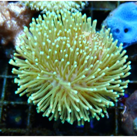 Bouture Sarcophyton vert à longs polypes 28,50 €
