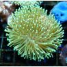 Bouture Sarcophyton vert à longs polypes