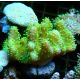 Bouture Lobophytum vert 2-3 cm