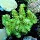 Bouture Lobophytum vert 2-3 cm