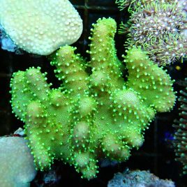 Bouture Lobophytum vert 2-3 cm