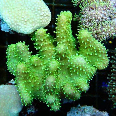 Bouture Lobophytum vert 2-3 cm