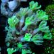 Bouture Clavularia vert