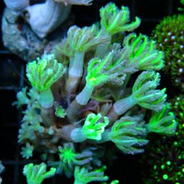 Bouture Clavularia vert