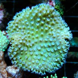 Bouture Sarcophyton petits polypes 2-3 cm