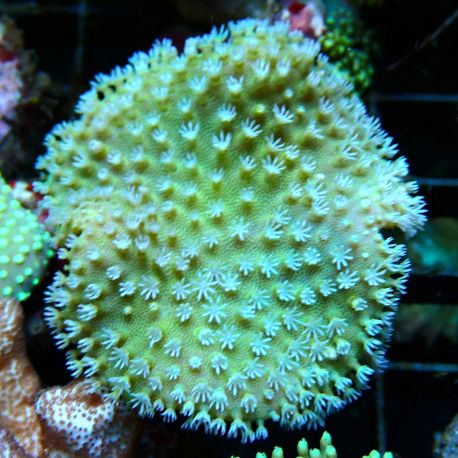 Bouture Sarcophyton petits polypes 2-3 cm