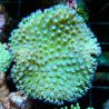 Bouture Sarcophyton petits polypes 2-3 cm