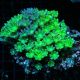 Clavularia sp.-Clove Verts 7-10 cm