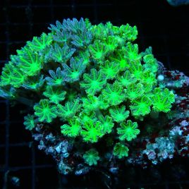 Clavularia sp.-Clove Verts 7-10 cm