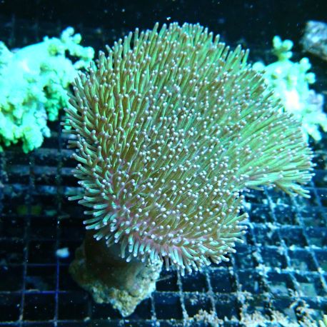 Sarcophyton sp. Vert 10 cm