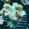 Sarcophyton sp. petits polypes 7-10cm
