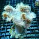 Sarcophyton sp. petits polypes10cm