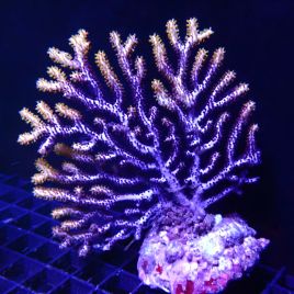 Gorgone éventail bicolore (12-15 cm)