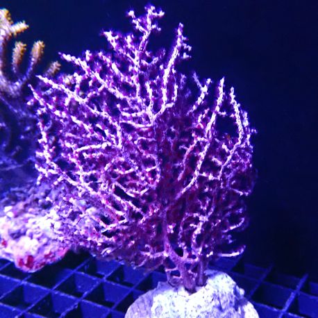 Gorgone Mauve indonésie 10-12 cm