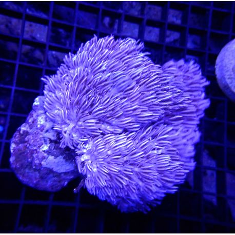 Xenia blancs 7-10 cm