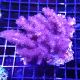 Klyxum sp (Alcyonum sp)-corail soft colt 8 CM