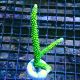 Bouture Acropora formosa vert 5-6cm