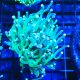 Bouture Euphyllia Glabrescens vert à pointes blanches (1 polype)