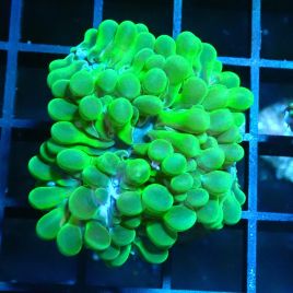 Bouture physogyra vert petites bulles