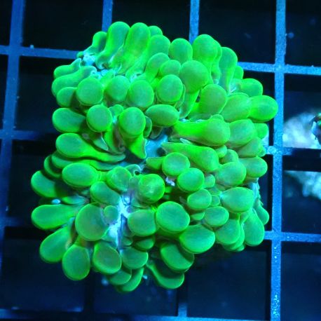 Bouture physogyra vert petites bulles