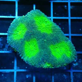 Bouture Favia 'Ocean Breeze'