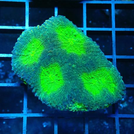 Bouture Favia 'Ocean Breeze'