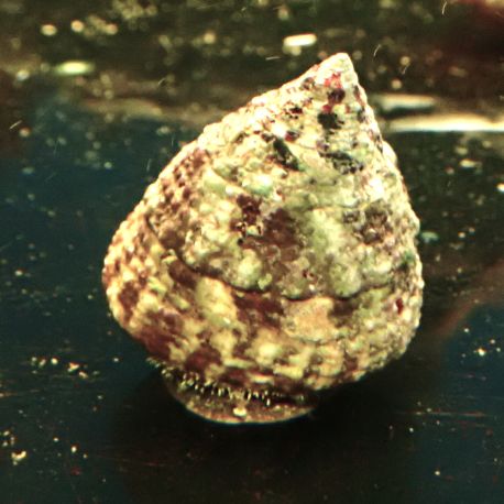 Trochus maculatus 2-3 cm (lot de 5)