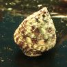 Trochus maculatus 2-3 cm (lot de 5)