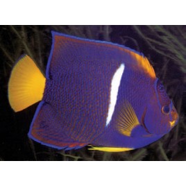 Holacanthus Passer : 8-10 cm